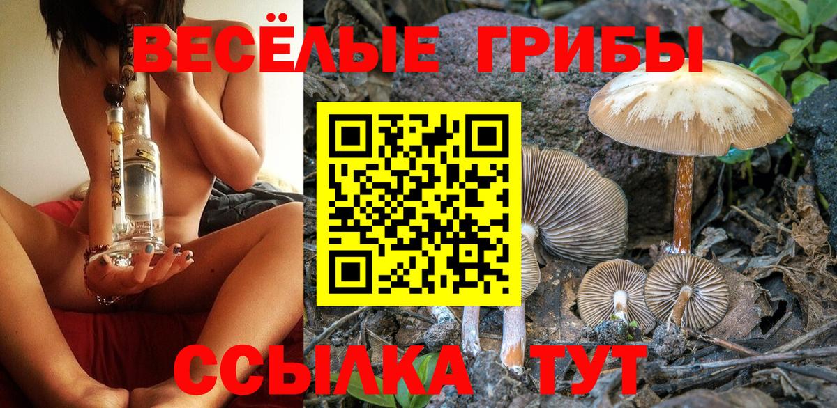 Псилоцибиновые грибы Psilocybe Шахты