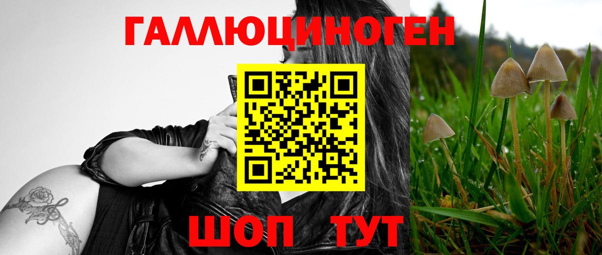 Галлюциногенные грибы Psilocybine cubensis Шахты