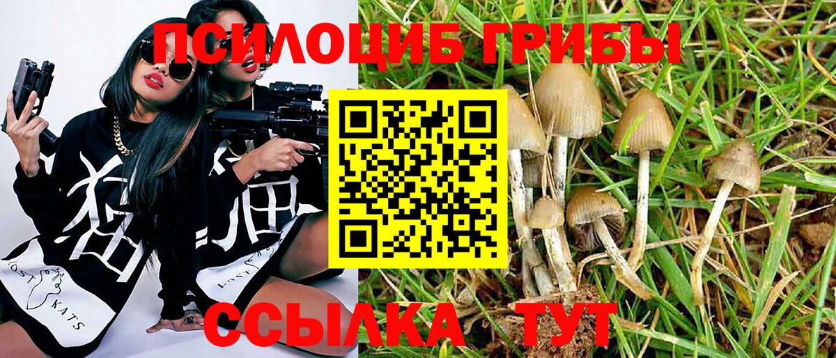 Галлюциногенные грибы Psilocybe  Шахты 